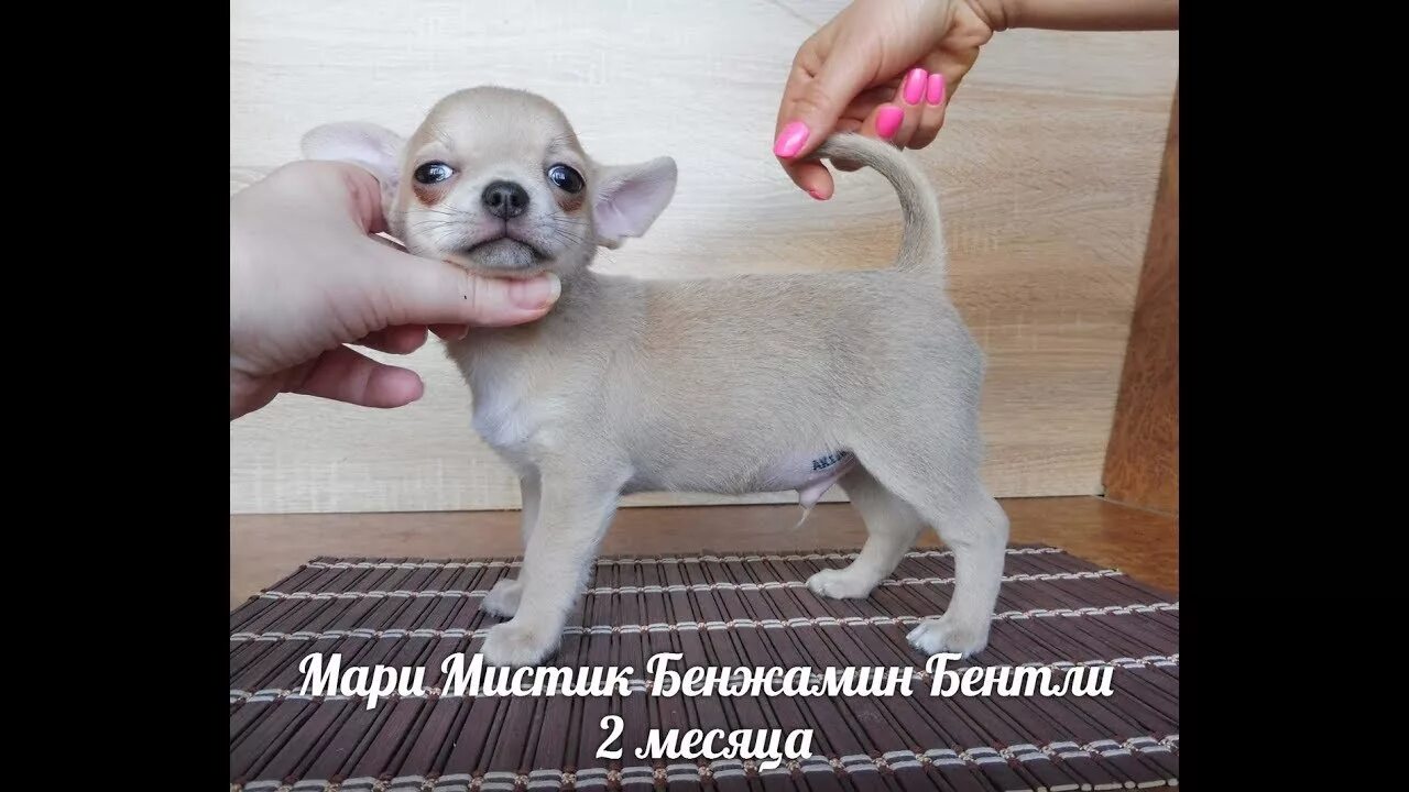 Чихуахуа шпиц йоркширский терьер. Кого лучше брать мальчика или девочку собаку. Собака мальчик или девочка. Сиена и доберман будда. Щенок мальчик или девочка.