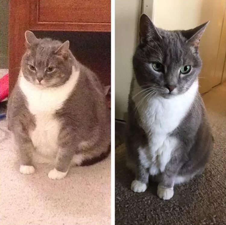 Кот похудел не есть. Кот похудел не есть