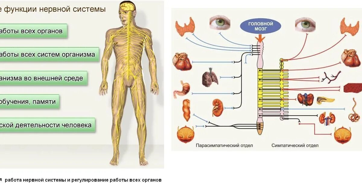 Взаимосвязь систем органов в организме человека. Функции нервной системы человека с примерами. Нервная система строение и функции нервной системы. Функции нервной системы человека анатомия. Человек в системе.