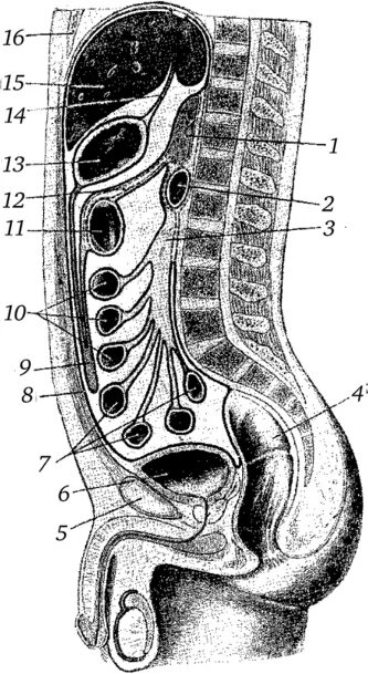 организм девушки. органы женщина видео. тело женщины анатомия. органы женщина видео. анатомия женского тела.