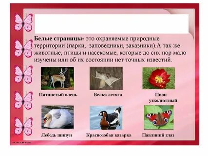 Красная книга белые страницы животные
