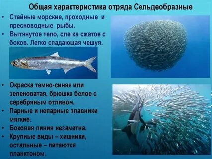 Морская рыба характеристика