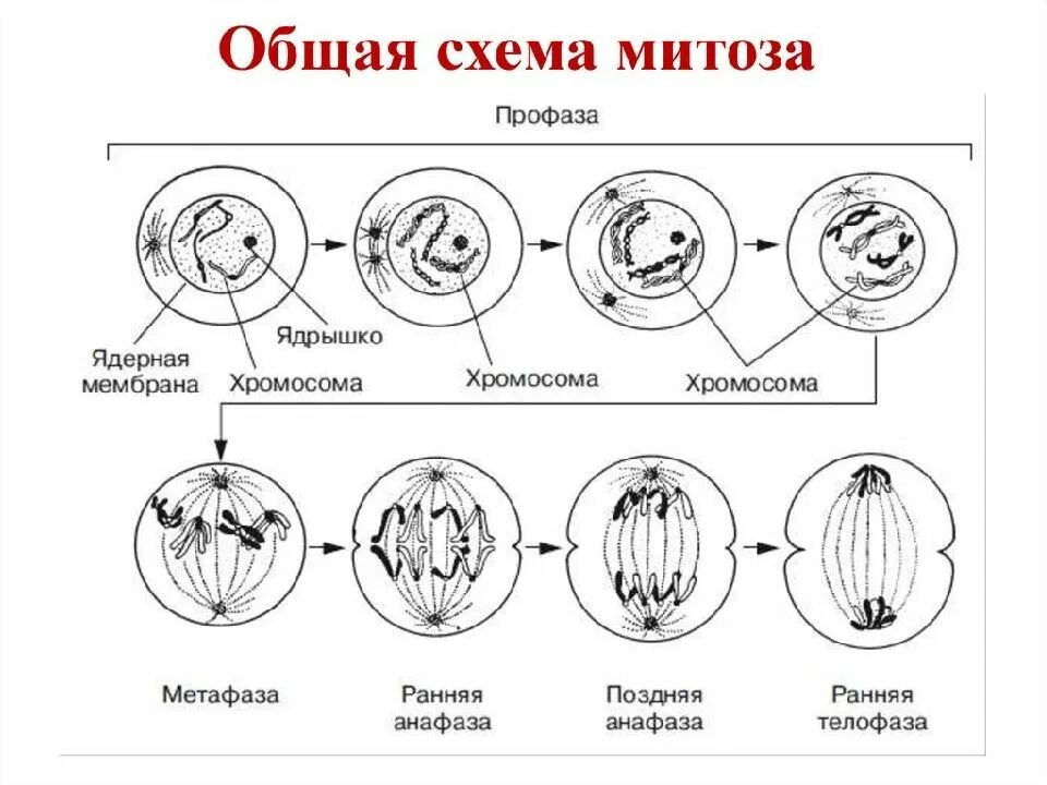 Профаза 1 схема. Схема клеточного цикла митоза. Фазы митоза схема. Схемы фаз митоза и мейоза.