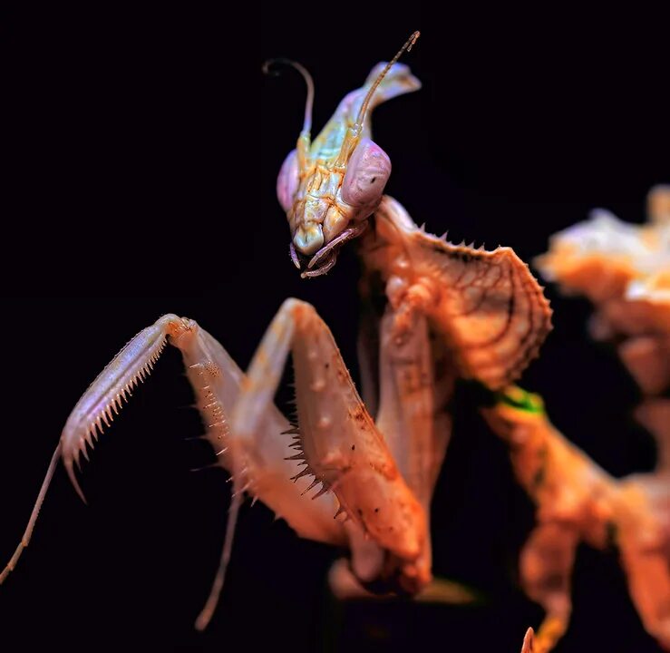 Богомол Idolomantis diabolica. Ischnomantis Gigas богомол. Чертов цветок (Idolomantis diabolica). Отряд Богомоловые (Mantoptera).