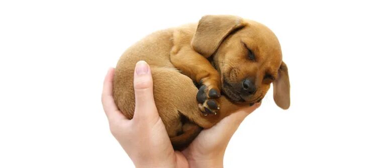 Собака на руках во сне. Щенок на руках. Щеночек на руках. Собака на руках. Щенок на ладони.