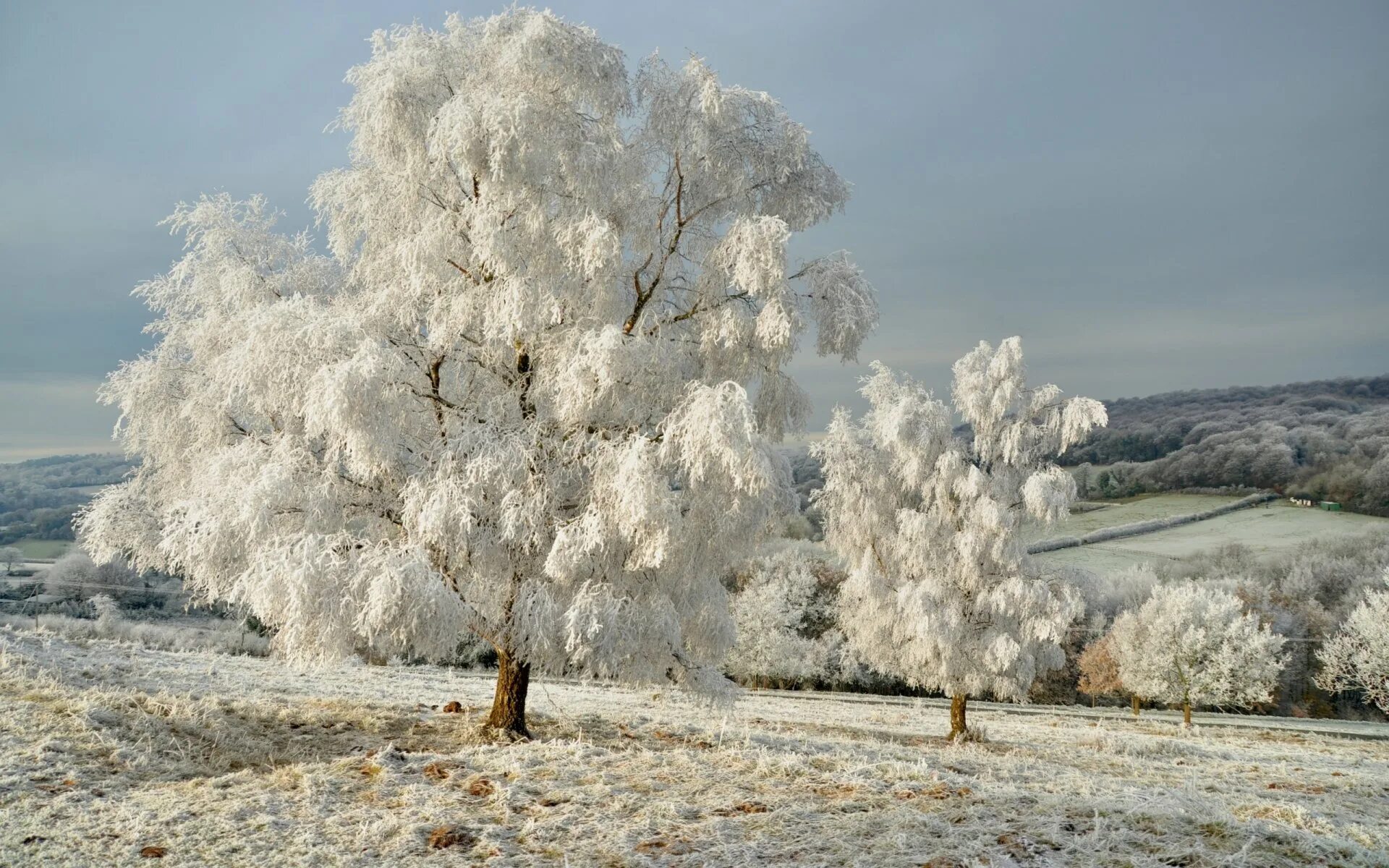 Зима красивые деревья