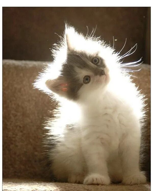 Лучи солнца для детей. Свечусь от счастья. Солнце и человек. Котик в солнечных лучах. А вы умеете светиться от счастья картинки.