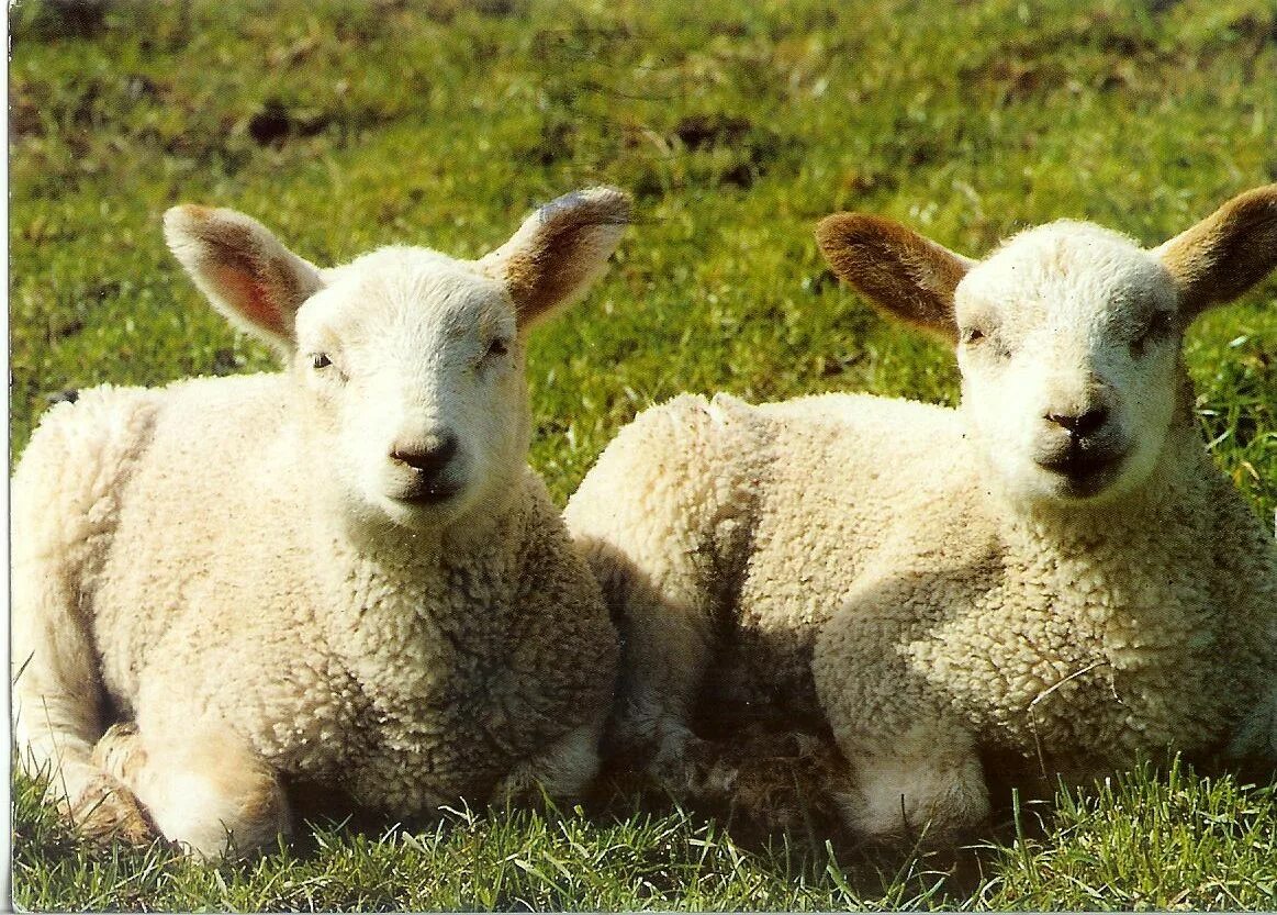 Порода белтекс. Собака похода на овечку. Клонированная овечка долли. Овца похожа на. Овца похожа на.