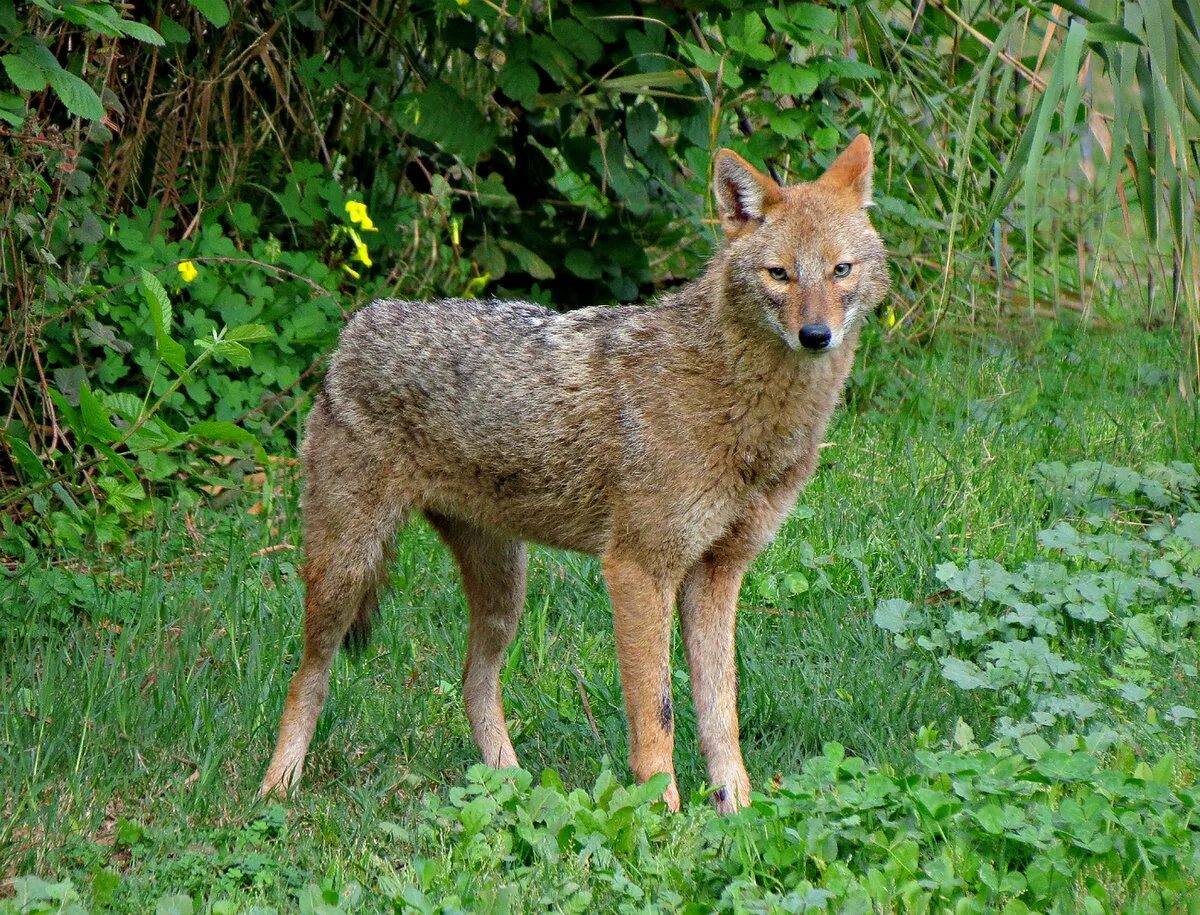 Шакал значение. Обыкновенный Шакал (canis aureus). Шакал обыкновенный Краснодарский край. Среднеазиатский Шакал обыкновенный. Шакалы в Адыгее.