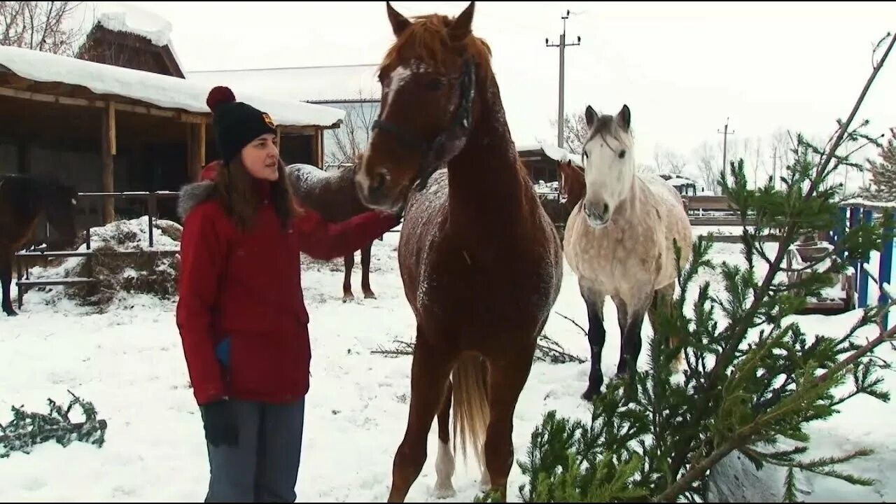 Конный клуб мечтатель город бийск. Мечтатель бийск конный. Мечтатель бийск конный. Конный двор мечтатель бийск. Конный двор мечтатель бийск.