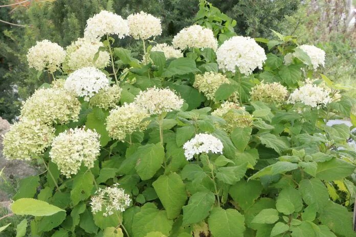 Фотоальбом 2008-2018 Гортензия Hydrangea( 16.07.2011 16:46