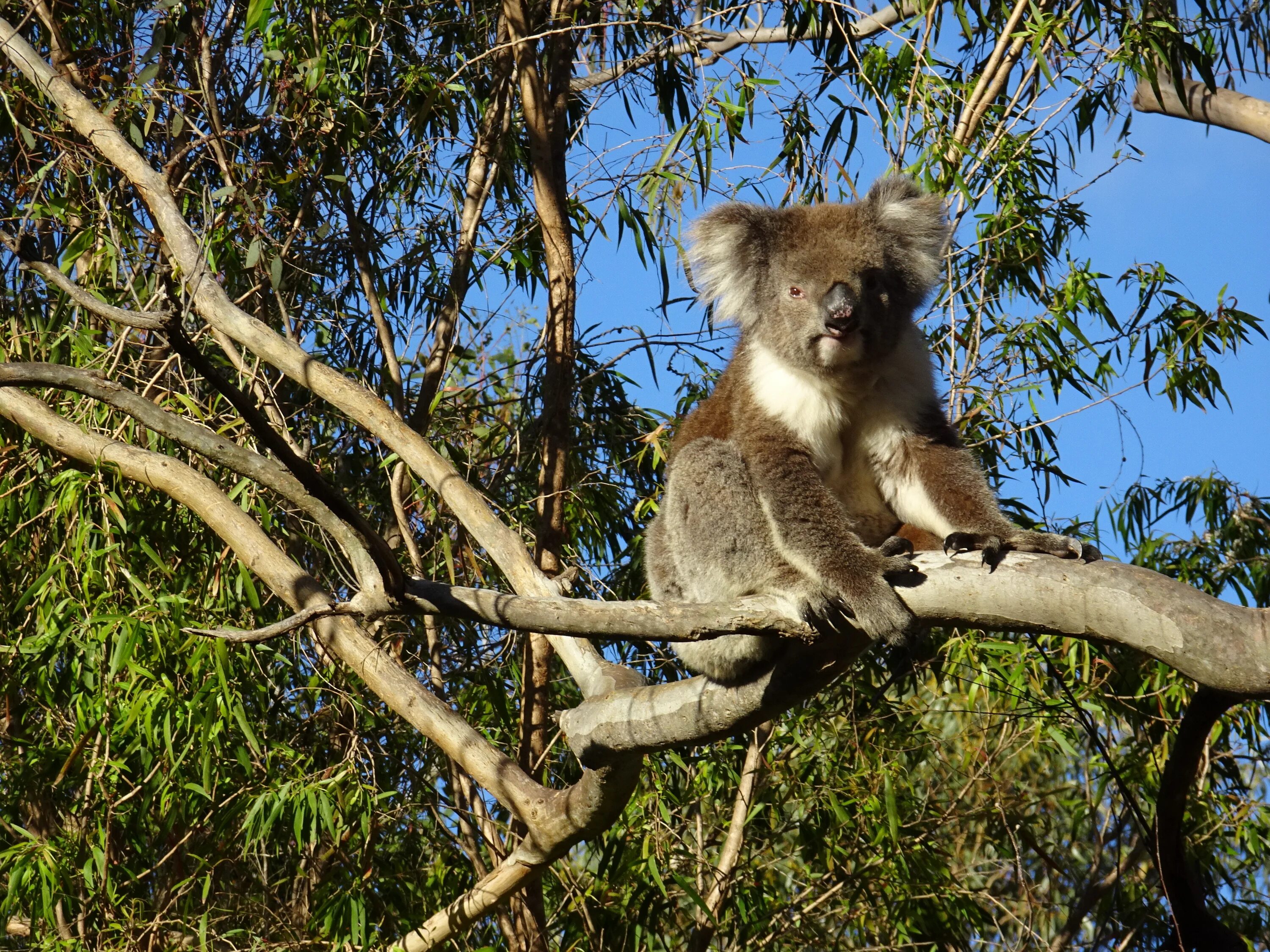 Эвкалипт в Австралии с коалой. Коала в эвкалиптовые леса. Австралия фауна коала. Коала природе