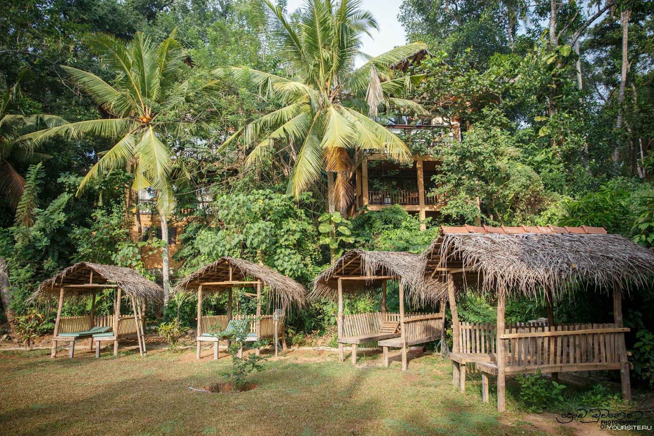 Джунгли Шри Ланки. Джунгли в Шри Ланке. Jungle Village by Thawthisa 4* (Унаватуна). Шри Ланка отель в джунглях.