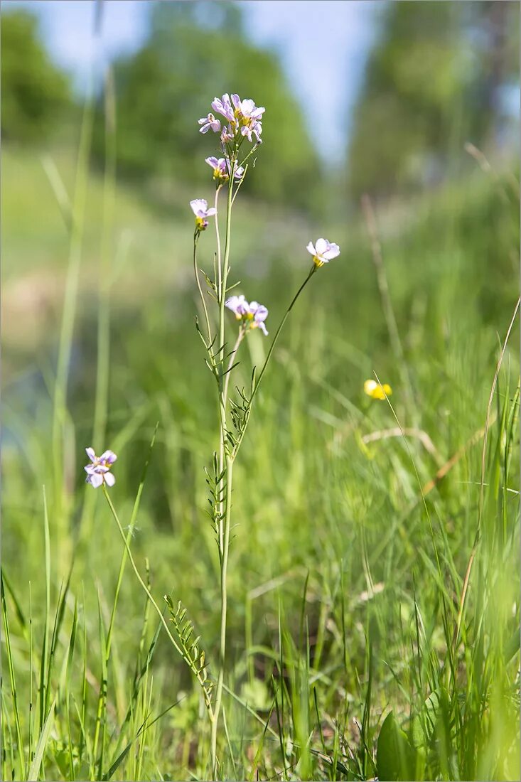 Многолистник Луговой. Трава Полевая трехлистная. Cardamine pratensis. Желтоголовник Луговой. Типы луговых растений