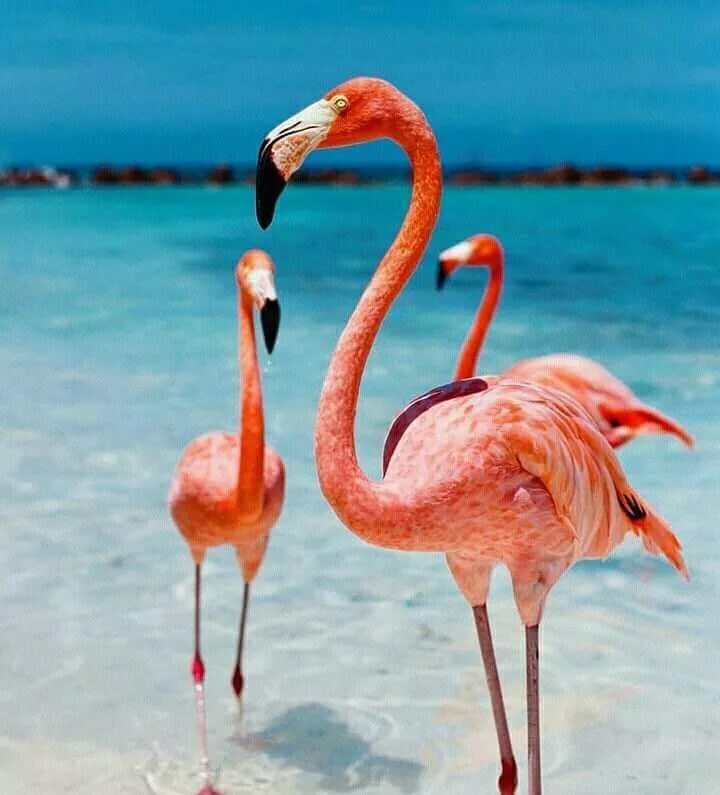 Много пластиковых фламинго. Персиковый фламинго. Няшный фламинго. Милый фон фламинго. Фламинго 39684.