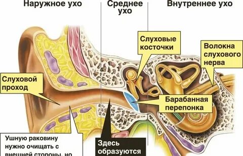 Пробка и ушки