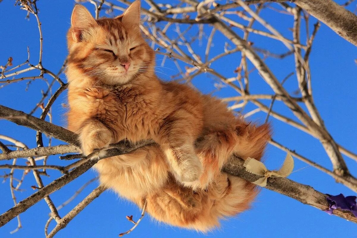 Она грелась на весеннем солнышке. Кошка на солнышке. Кот ждет. Кошка на солнышке. Она грелась на весеннем солнышке.