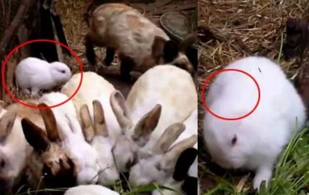 Мутации животных и растений в чернобыле. Мутировавшие растения чернобыля. Чернобыльские мутации животных. Мутация растений и животных. Мутации после чернобыля растения.