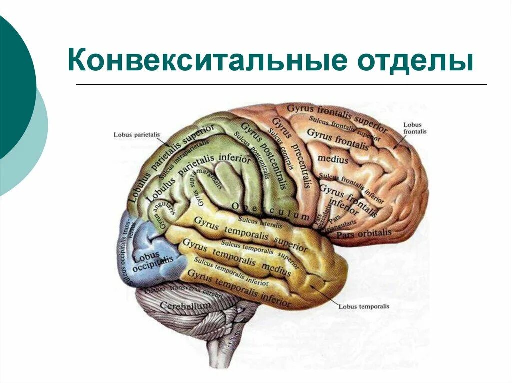 2 поверхности головного мозга. Конвекситальные отделы головного мозга. Конвекситальная поверхность коры головного мозга.