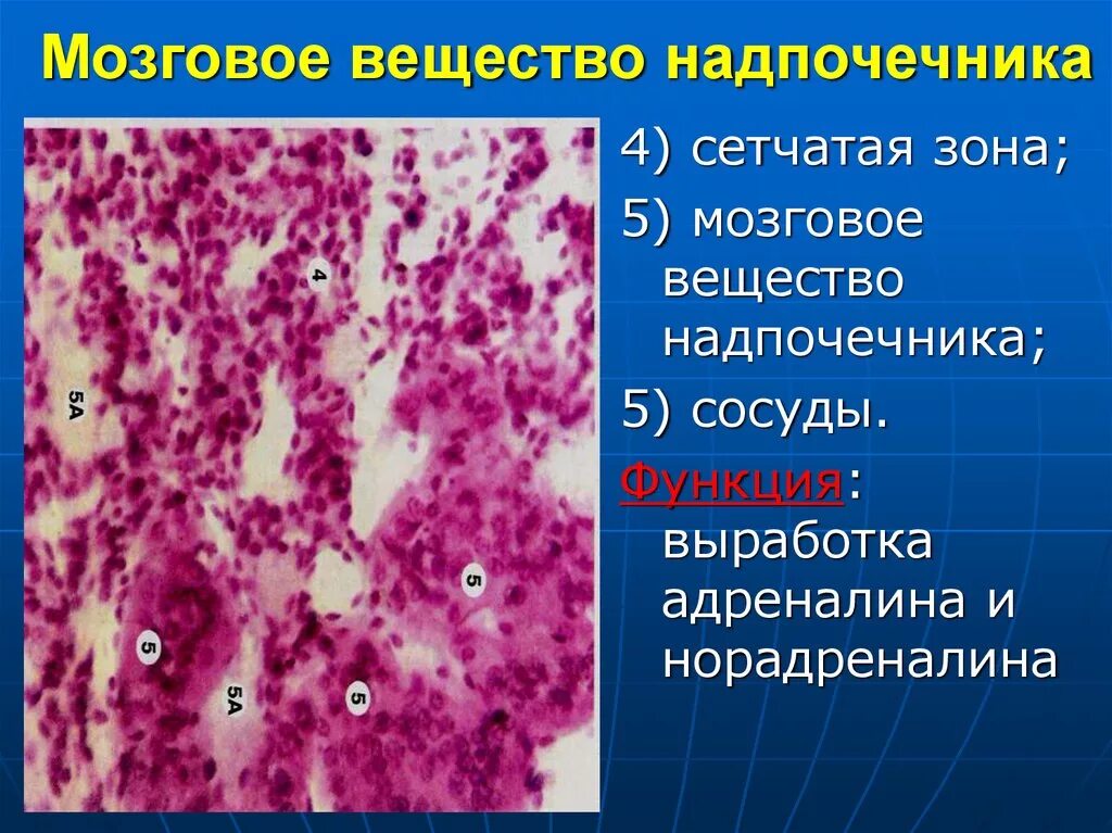 Сетчатая коры надпочечников. Мозговое вещество надпочечников гистология. Зоны надпочечников гистология. Строение мозгового вещества надпочечников. Мозговое вещество клетки.