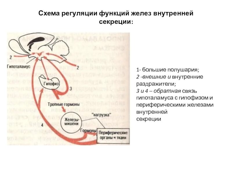 Регуляция секреции гормонов гипофиза. Схема функционирования гипофиза. Влияние гипофиза на железы внутренней секреции. Функции эндокринных желез гипофиз.