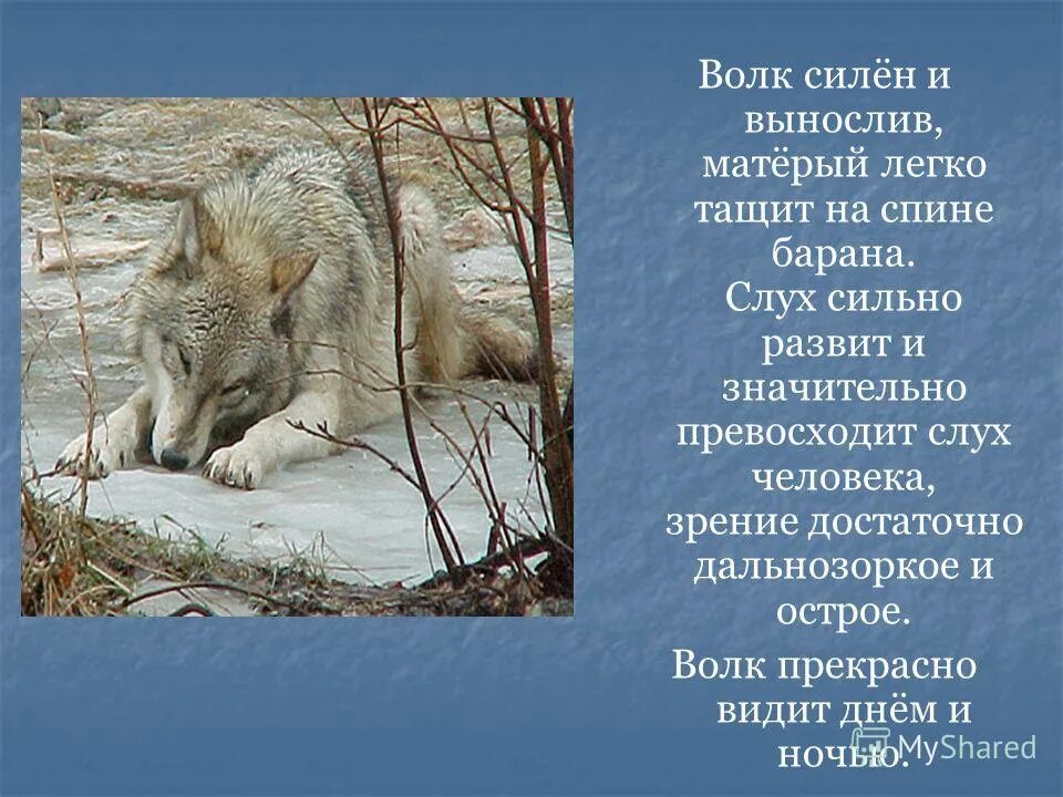 Волк силен и