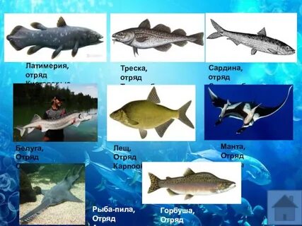 Рыбы следующая неделя