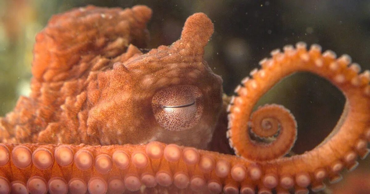 Жилища осьминогов. Гигантский спрут. Осьминог дофлейна камчатка. Древние осьминоги. Pieuvre.