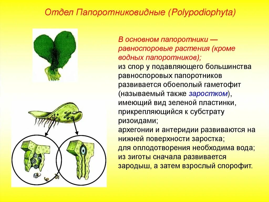 Гаметофитом называется. Равноспоровый папоротник. Цикл развития равноспорового папоротника. Заросток папоротника развивается из. Отдел Папоротниковидные.