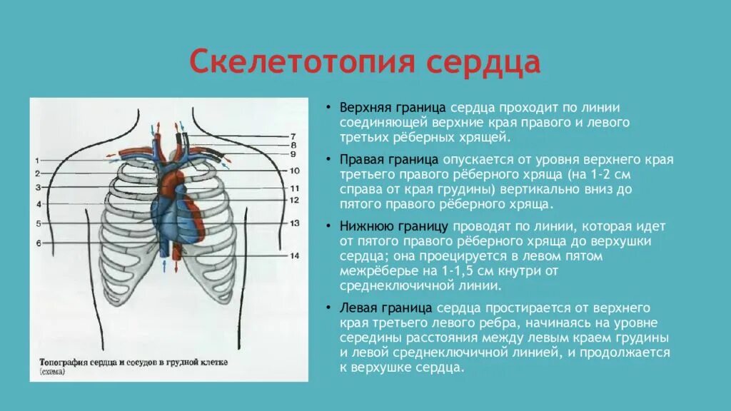 Границы сердца скелетотопия. Сердце голотопия скелетотопия синтопия. Топография сердца скелетотопия. Границы сердца клапаны сердца перикард.