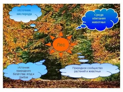 Какие животные обитают в естественной среде