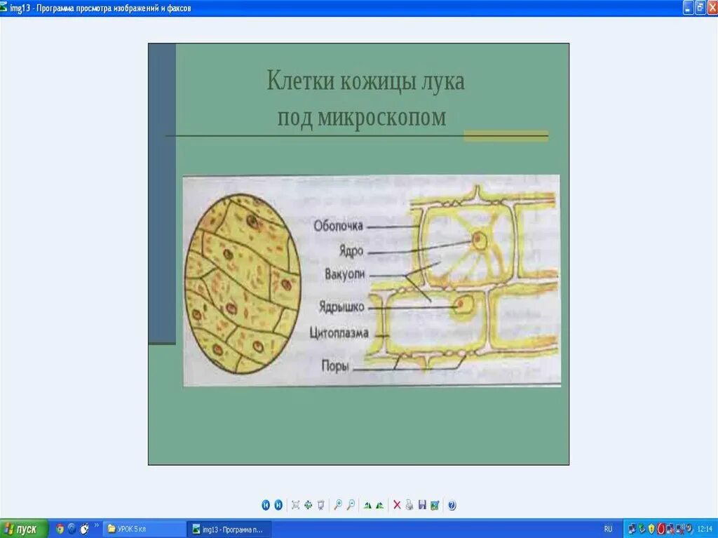 Лабораторная работа изучение строение клетки. Лабораторная работа изучение строение клетки