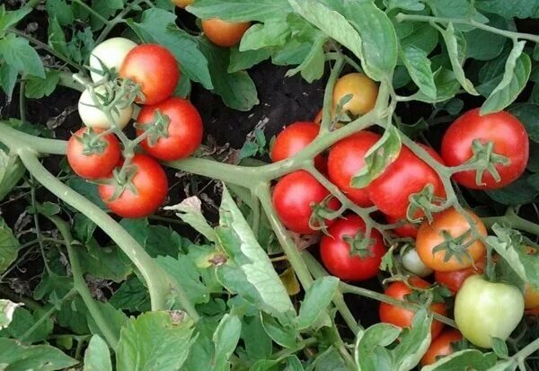 Купить семена папоротников RWS Samen Red Tomato Medok Organically Ukrainisch Erb