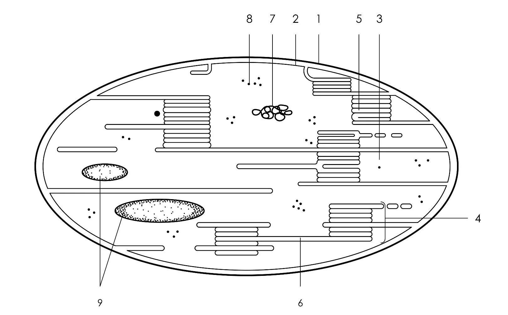 22 33 7. Строение хлоропласта 3д. Схема строения хлоропласта. Хлоропласт на схеме клетки. Ламеллы хлоропластов.