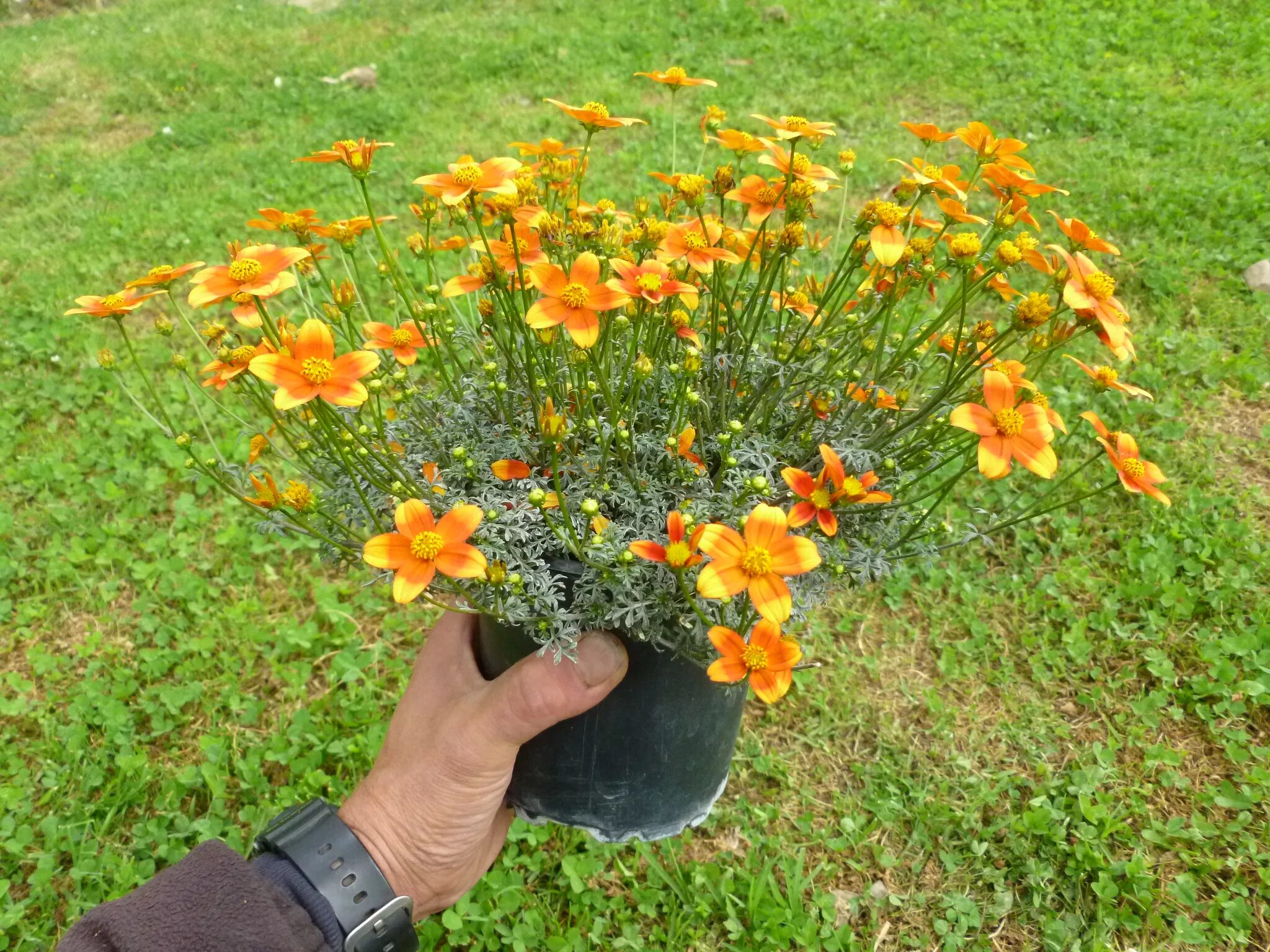 кореопсис однолетний биденс. цветок череда биденс. биденс выращивание. биденс еллоу. цветок череда биденс.