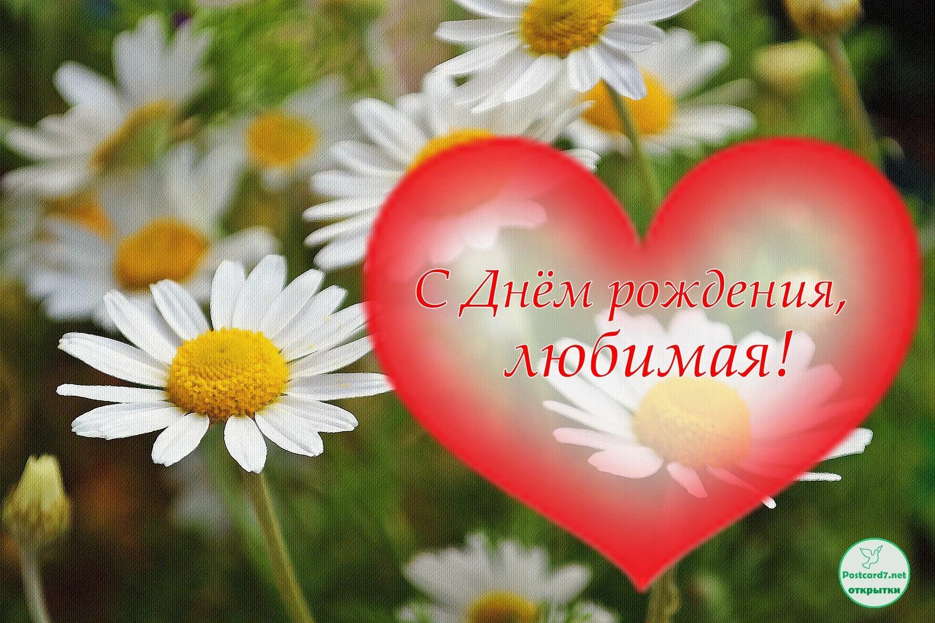 Цветок любви россия. С днём рождения любимая. С днем рождениядюбимая. С Дени рождения любимая. С днём рождения ромашки.