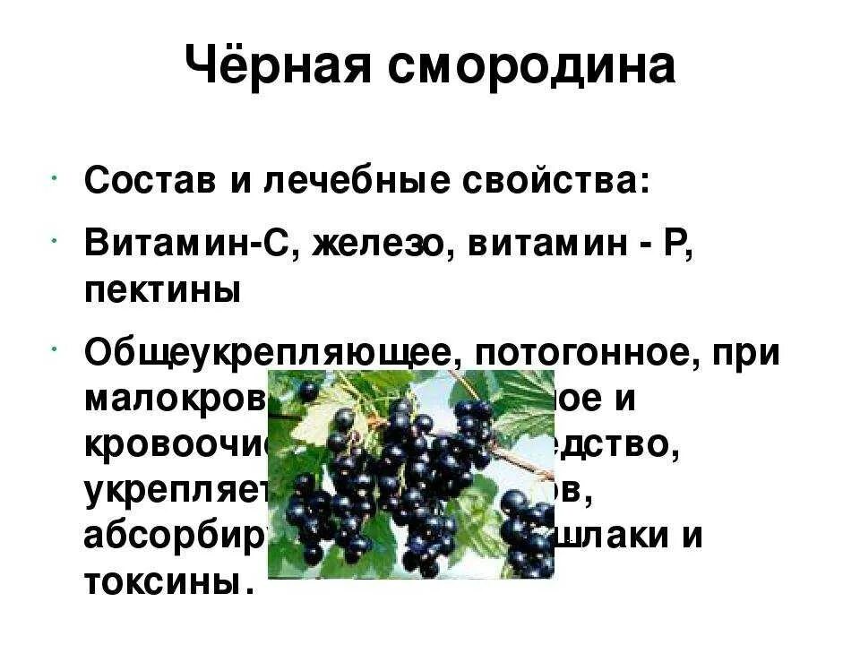 Листья черного польза. Смородина чёрная. Черная смородина состав. Смородина чёрная полезные. Характеристика черной смородины.