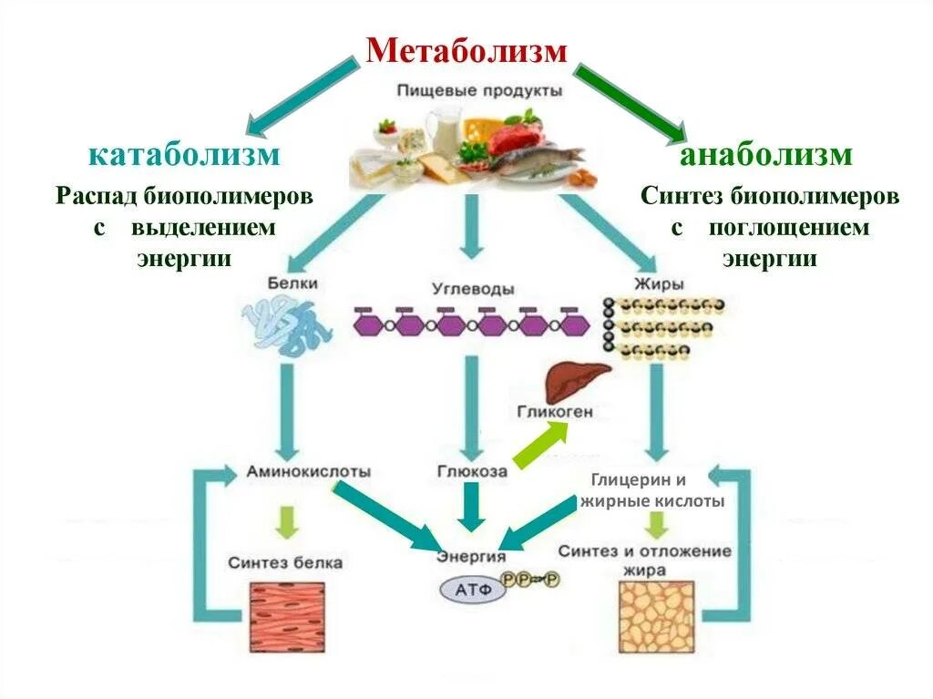 Человек белковый продукт. Схема обмена веществ в организме метаболизм. Катаболизм и анаболизм схема. Обмен веществ и химические процессы энергетический обмен. Обмен веществ.основные процессы обмена веществ в организме..