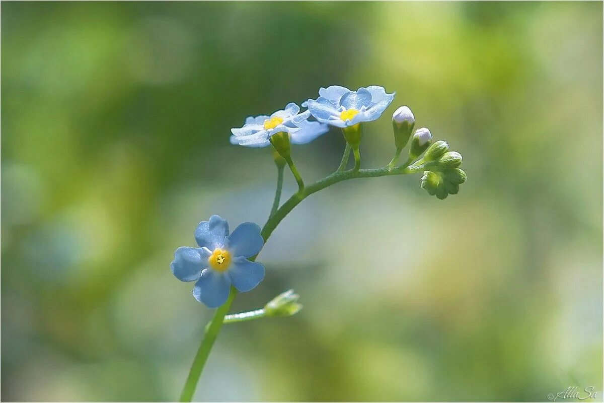 Myosotis czekanowskii. Незабудка альпийская виктори роуз. Незабудка альпийская синяя корзинка. Чатемская незабудка. Незабудка очень скромный.