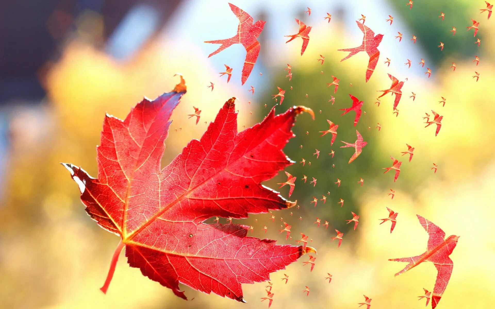 Летящие по ветру листья. Осенние листья. Красивые листья. Падающие листья. Красивые осенние листья.