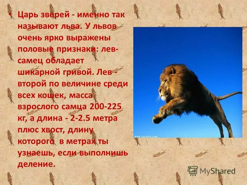 Как можно назвать льва. Льва зовут царем зверей. клички львов. как можно назвать льва животного. льва зовут царем зверей и не просто так зовут.