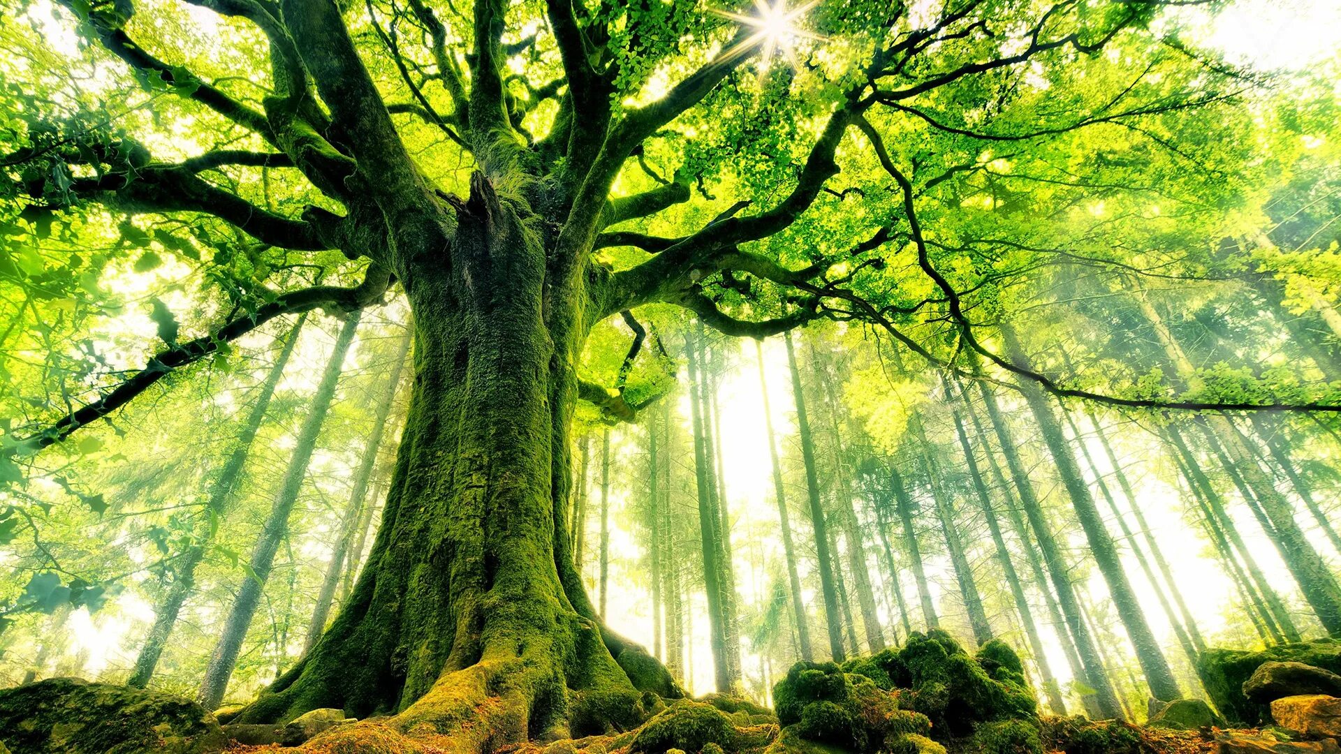 Природа будущего. Лес в тумане. Плантация дубовая аллея. Природа деревья. Румынский лес хойя-бачу.