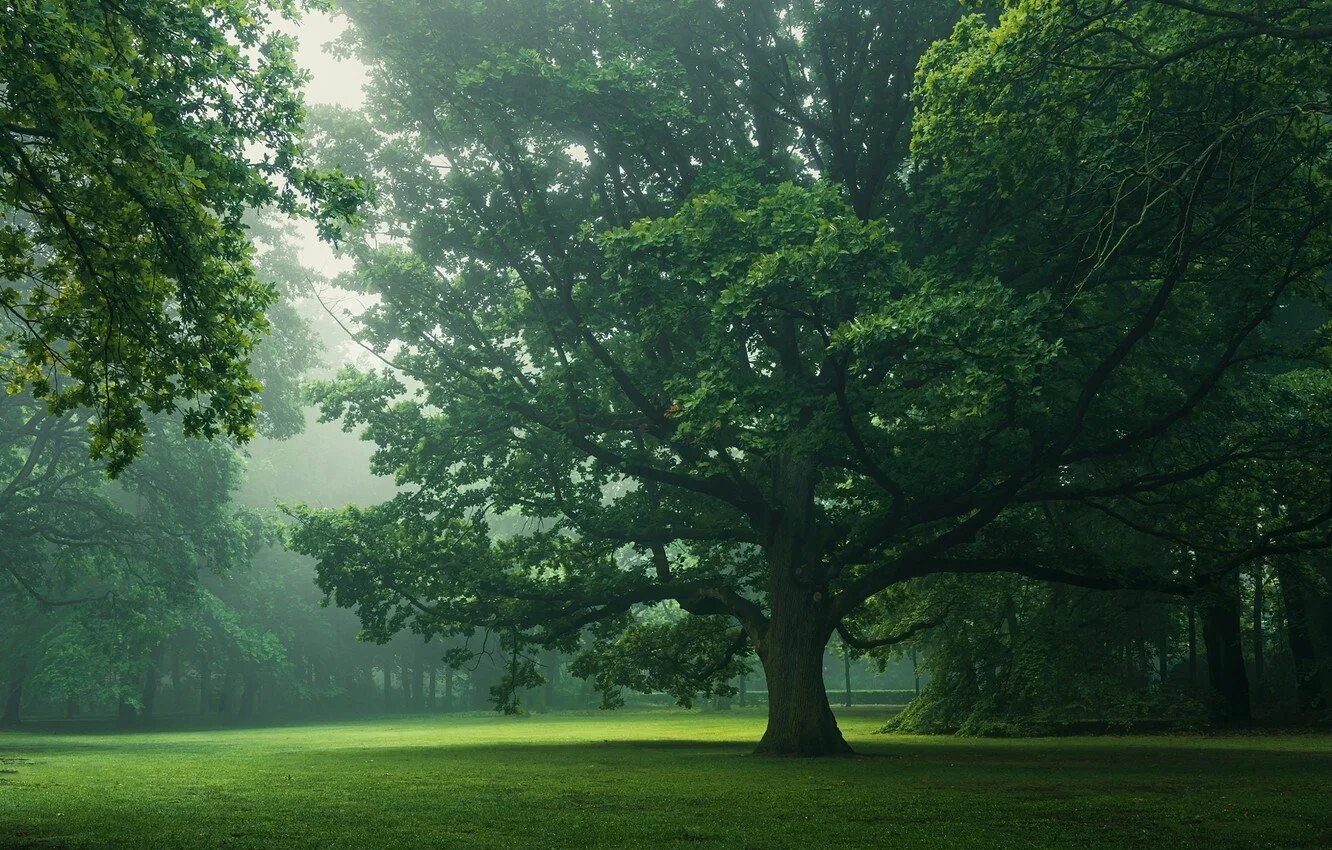 Картинки природа деревья. Дерево ЙАКТИН. Природа деревья. Красивое зеленое дерево. Фон дерево.