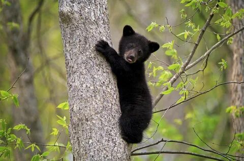 Little baby bear