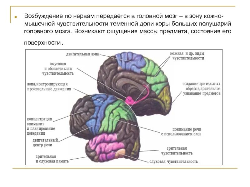 Мозг передается. Возбуждение в коре головного мозга. Чувствительные зоны коры головного мозга. Доли коры больших полушарий головного мозга. Чувствительные зоны коры больших полушарий.
