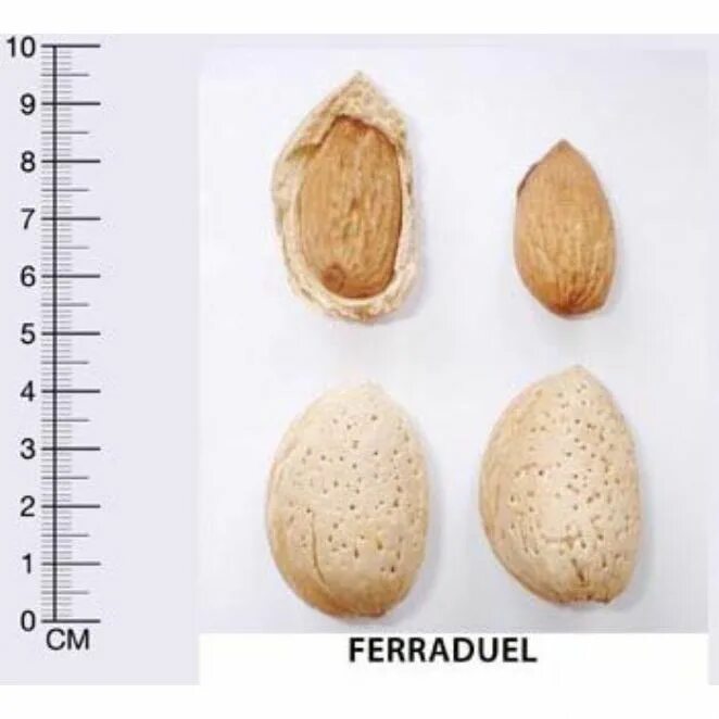 Длина миндаля. Миндаль FERRADUEL. Миндаль этапы созревания. Стадии роста миндаля. Миндаль рост.