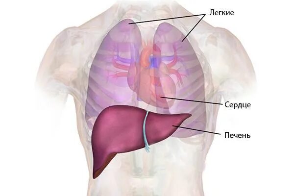 С какой стороны печень у человека. Печень анатомия человека расположение. Расположение печени у женщины. Расположение печени в организме человека фото. Расположение печени вид сбоку.