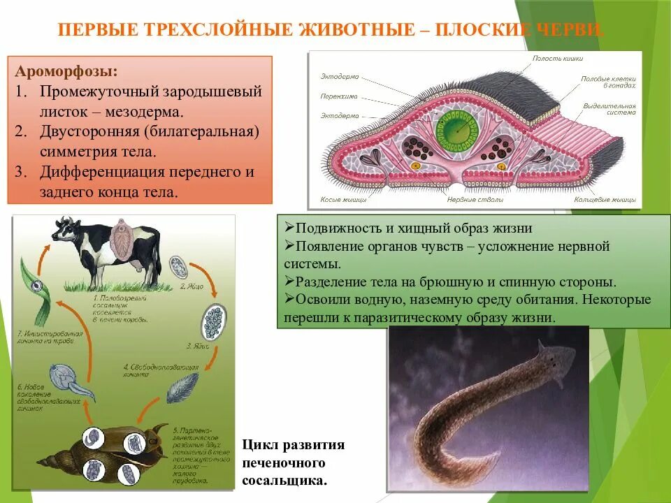 Ароморфоз крупные изменения в строении. Плоские черви мезодерма. Плоские черви трехслойные животные. Мезодерма у плоских червей. Первые трехслойные животные.