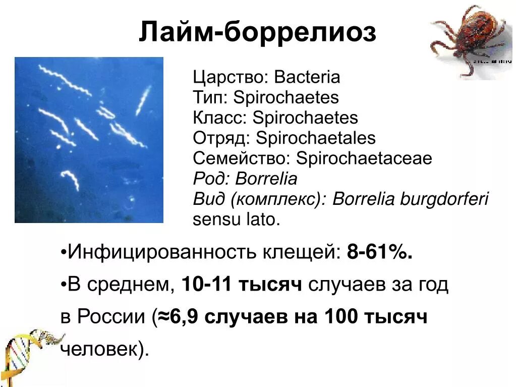 Возбудители боррелиозов таксономия. Патогенез боррелии. Спирохета боррелия возбудитель. Иксодовый клещевой боррелиоз этиология эпидемиология. Днк borrelia.
