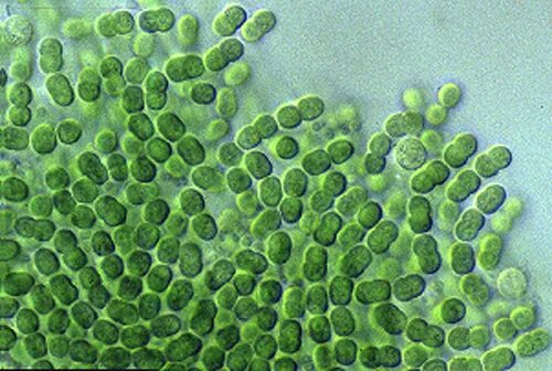 Цианобактерия Synechococcus. Prochlorococcus Marinus. Цианобактерии Synechocystis. Цианобактерии Prochlorococcus.